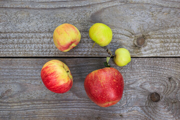 apple stages during apple ripening shown in circle