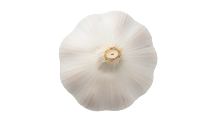 Fresh garlic bulb isolated PNG on transparent background, healthy cooking ingredient for culinary use and flavoring dishes