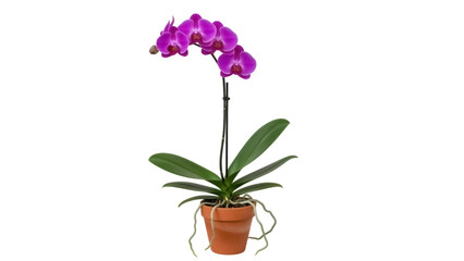 Purple orchid in terracotta pot isolated PNG, vibrant phalaenopsis flower arrangement on transparent background for botanical design projects © Lukas