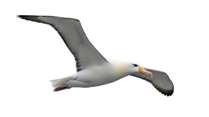 Majestic albatross soaring in flight isolated PNG on transparent background, seabird with gray wings and white body for wildlife design © Lukas