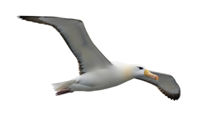 Majestic albatross soaring in flight isolated PNG on transparent background, seabird with gray wings and white body for wildlife design