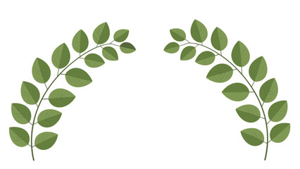 Elegant Green Leaf Branches Arching Design Element Isolated on Black for Decorative Purposes. © Lua