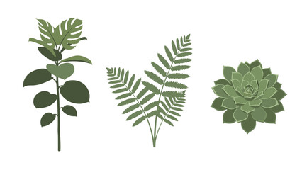 Assorted Green Plant Leaves Monstera Fern Succulent Botanical Illustrations for Nature Designs © Lua