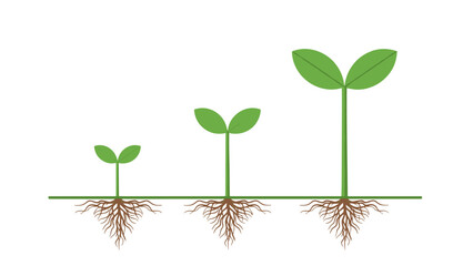 Visualizing the Stages of Plant Growth: Seedling Development, Root Systems, and Leaf Emergence Demonstrating Biological Progression and Ecosystem Health.