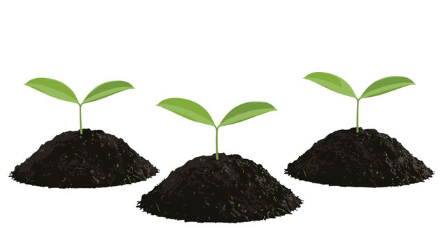 Three young seedlings, each in its own pile of dark soil, demonstrating the early stages of plant development and the importance of nurturing growth.