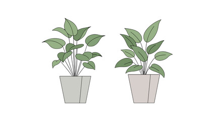 Two potted green houseplants in simple pots against a black background, ideal for indoor gardening and home decor visual assets.