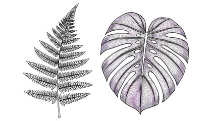 Botanical Study of Tropical Monstera Leaf and Delicate Fern Frond on Black Background, High Contrast Nature Art. © Lua