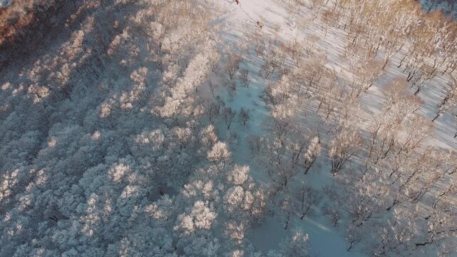 Aerial fly winter resort Japanese landscape, autumnal snowed forest and people skiing at Aomori Japan, Mount Iwaki