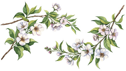 Delicate white cherry blossom branches with green leaves against a black backdrop, symbolizing spring's arrival and natural beauty.