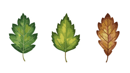 Watercolor Illustration of Three Leaves on Black Background Showing Stages of Autumnal Change from Green to Brown