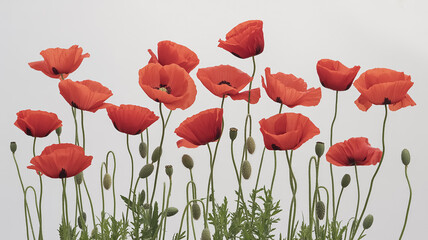 Fototapeta premium A high-key photograph of vibrant red poppies against a pure white background.