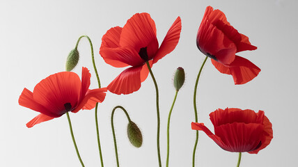 Obraz premium A high-key photograph of four vibrant red poppies against a pure white background.