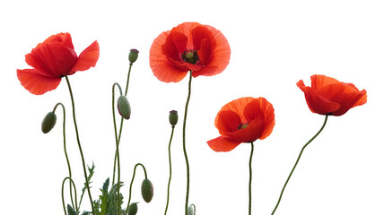 Obraz premium A high-key photograph of four vibrant red poppies against a pure white background.