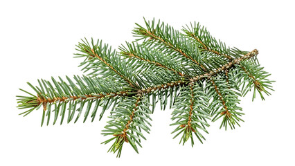 Green pine branch with needles on black background