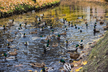 ducks and drakes on a pond in a city park, with fallen yellowed leaves on the ground. city birds....