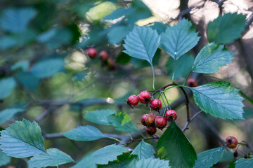 Obraz premium ripe hawthorn berries on a blurred background with close-ups and bokeh. a colorful photo of a plant with ripe fruits. free space. the beauty of nature.