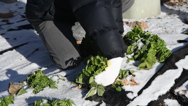 雪の日の大根の収穫