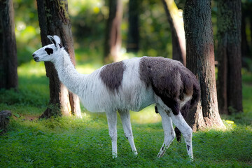 Llama standing in a lush green forest during daylight