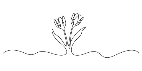 Minimalist continuous line art drawing of two tulip flower. Unbroken single line art stylized tulip bud with leaves