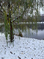 pond in the winter park
