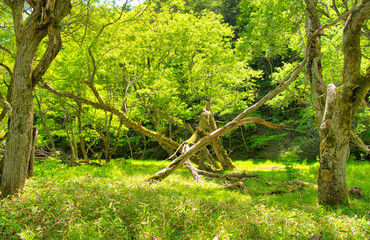 栃木県日光市　奥日光の森林風景