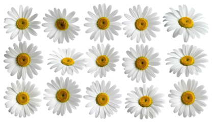 A grid of fifteen white daisies with yellow centers, arranged on a stark black background
