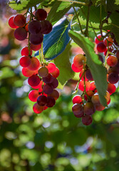 A bunch of grapes illuminated by the sun in the garden.