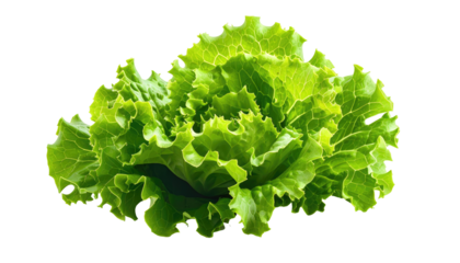 Close-up of vibrant, leafy green lettuce, possibly Romaine or a similar variety, isolated on black, showing textured edges