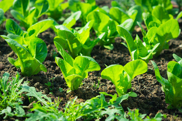 Romaine lettuce growing in a small garden bed with rocket leaves. Fresh green vegetables in natural daylight, home gardening