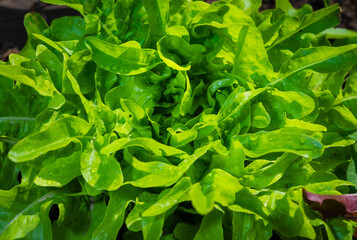 Close up of a green oak leaf lettuce head Dubacek growing in a garden bed. Crisp ruffled leaves in natural daylight