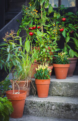 Terracotta pots with herbs and vegetables including peppers tomatoes and lemongrass. Lush container garden in summer daylight for home gardening and patio themes.