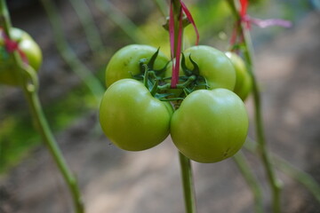 Tomatoes, fruits, and tomatoes grow in a greenhouse