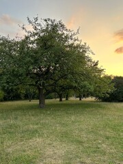 Lonely Tree in Meadow at Sunset Light.
Single leafy tree standing in open meadow during golden sunset with soft sky colors and calm atmosphere.