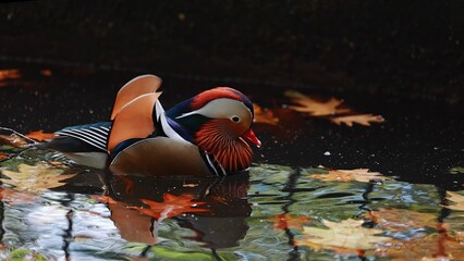 Mandarin duck with their bright feathers is swimming leisurely water surface. Aix galericulata portrait. Beautiful lovely scene from nature with exotic birds. Autumn season. 