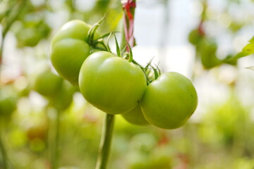 Tomatoes, fruits, and tomatoes grow in a greenhouse