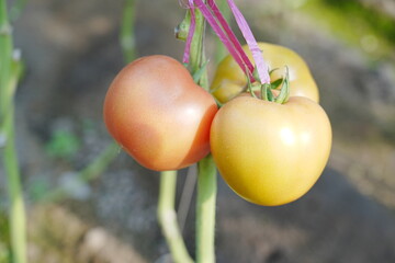 Tomatoes, fruits, and tomatoes grow in a greenhouse