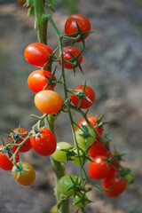 Tomatoes, fruits, and tomatoes grow in a greenhouse