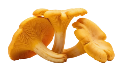 Three vibrant yellow chanterelle mushrooms isolated PNG, gourmet fungi on transparent background for culinary design and autumn harvest themes