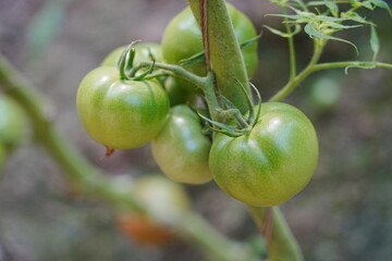 Tomatoes, fruits, and tomatoes grow in a greenhouse