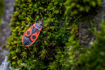 Fototapete bei efototapeten.de bestellen   