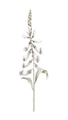 Charming watercolor hand-drawn illustration with spring white flower - foxglove. Cute seasonal easter decor. For greeting cards, scrapbooking and festive events © Nellya Egorova