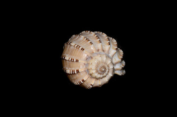 seashell isolated on white background