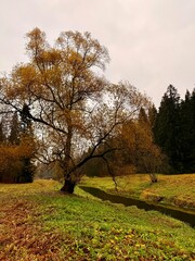 moody melancholic late autumn park, quiet nature before the snow