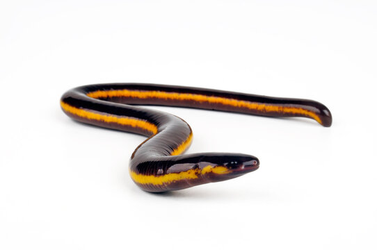 Koh Tao Island caecilian // Koh Tao - Fischw&uuml;hle (Ichthyophis kohtaoensis) - Thailand