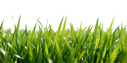 [Transparent Background PNG]Fresh Green Grass Blades on White Background