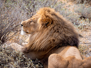 Magnificent lion deeply relaxed in the savannah of Etosha National Park.