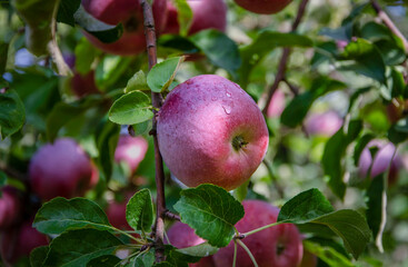 Liberty apples on a tree after rain, growing in an orchard.
