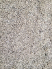 Close-up view of dry, pale grass forming a natural textured background