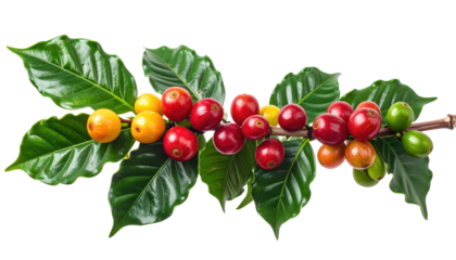 Close-up of a coffee plant branch showcasing a vibrant display of green leaves and colorful coffee cherries at different ripeness stages