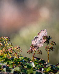 Close up macro shot of a dried brown leaf covered in white frost crystals.